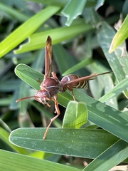 Polistes fastidiosus