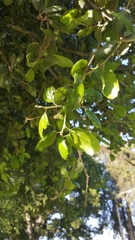 Quercus agrifolia