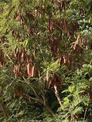 Leucaena