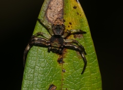 Strigoplus guizhouensis