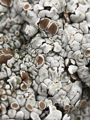 Squamarina lentigera