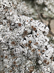 Squamarina lentigera