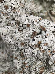 Squamarina lentigera