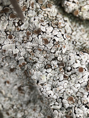 Squamarina lentigera