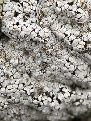 Squamarina lentigera