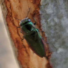 Pseudanilara achardi
