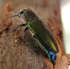 Pseudanilara achardi