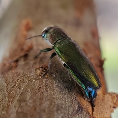 Pseudanilara achardi