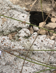 Squamarina lentigera