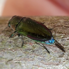 Pseudanilara achardi
