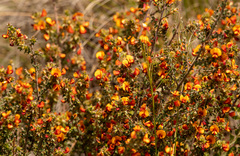 Pultenaea procumbens