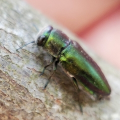 Pseudanilara achardi
