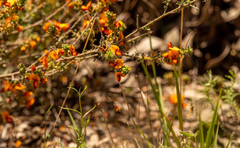 Pultenaea procumbens