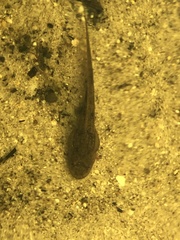Cacosterninae