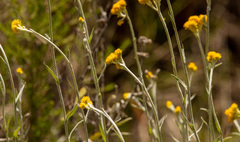 Chrysocephalum semipapposum