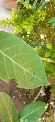 Danaus chrysippus