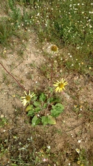 Tetragonotheca repanda