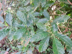 Tarenna pavettoides