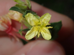 Oenothera mollissima