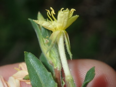 Oenothera mollissima