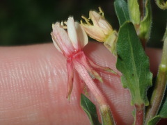 Oenothera mollissima