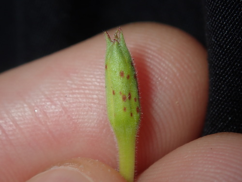 Image of Oenothera mollissima by (c) Thomas Mesaglio, some rights reserved (CC BY)