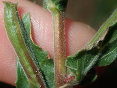 Oenothera mollissima