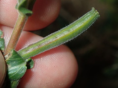 Oenothera mollissima