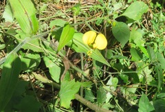 Commelineae