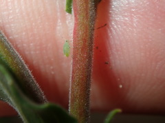 Oenothera mollissima