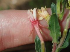 Oenothera mollissima