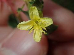 Oenothera mollissima