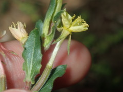 Oenothera mollissima