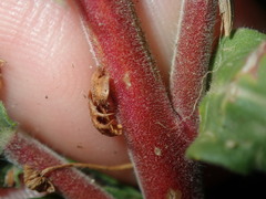 Oenothera mollissima