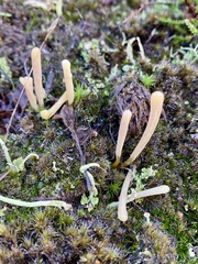 Clavaria argillacea