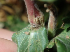 Oenothera mollissima