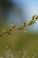 Prasophyllum taphanyx