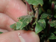 Oenothera mollissima