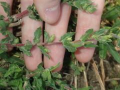 Oenothera mollissima