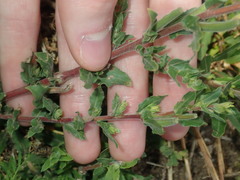 Oenothera mollissima
