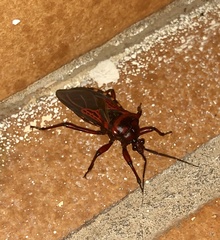 Brontostoma colossus