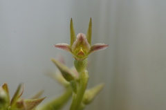 Prasophyllum taphanyx