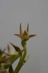 Prasophyllum taphanyx