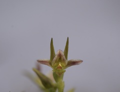 Prasophyllum taphanyx