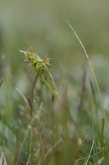Prasophyllum taphanyx