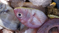 Nemipterus japonicus