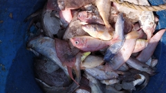 Nemipterus japonicus