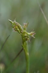 Prasophyllum taphanyx
