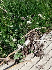 Cardamine hirsuta