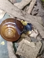 Macrochlamys hippocastaneum